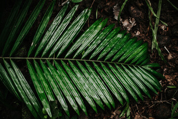 tree leaves