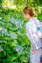 Portrait of a young woman wearing a Japanese yukata summer kimono in a hydrangea garden. Kyoto,...