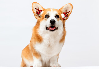 dog wearing New Year's deer antlers