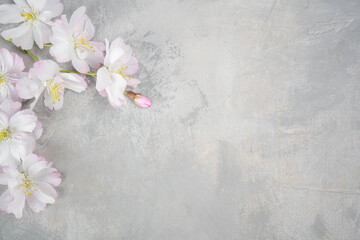 Naklejka na ściany i meble White flower cherry blossom on a grey background postcard spring wallpaper