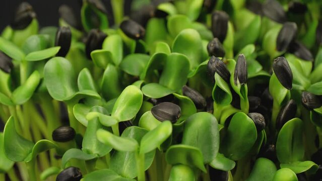 close-up of a sunflower sprout. sprouted sunflower seeds. micro greens. micro greens farm. agronomy and farming. variety selection. food culture. healthy eating.