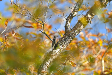 秋の山で出会ったコゲラ