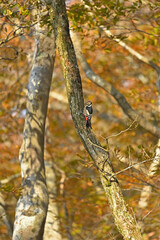 アカゲラが木を突く