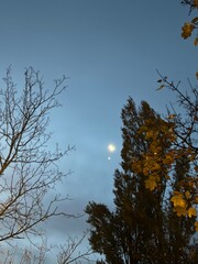 trees in the autumn