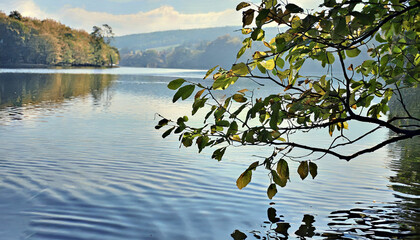 Naklejka premium Leaves and Branch above Water Surface