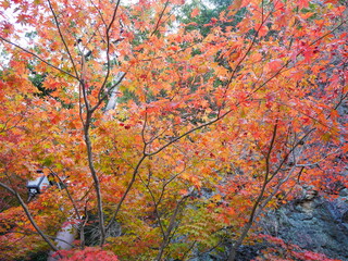 鳳来寺山の紅葉（愛知：新城）