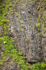 A plant that grows on rocks. Rock and grass background. Moss plants growing on house cushions. Nature background for lettering