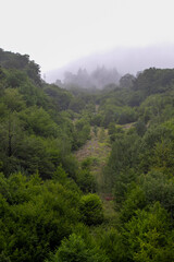 Fototapeta na wymiar Misty forest. The mist settling over the forest