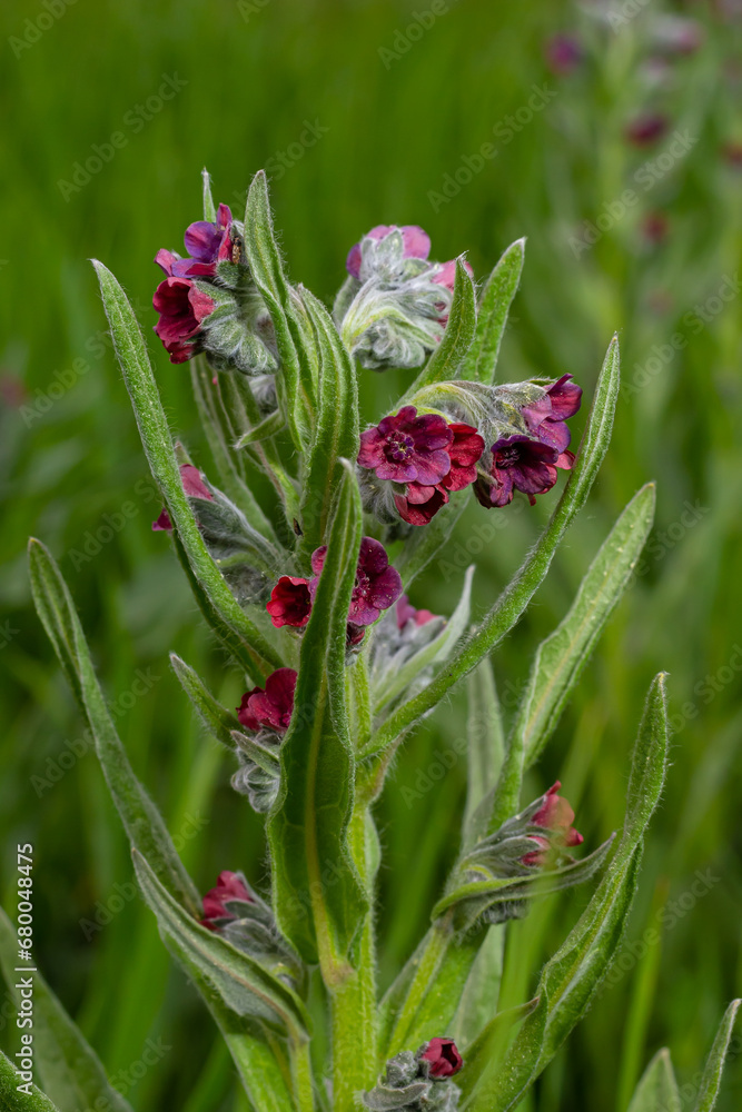 Wall mural in the wild, cynoglossum officinale blooms among grasses. a close-up of the colorful flowers of the 