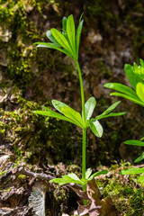 Woodruff covers the ground under the trees galium odoratum