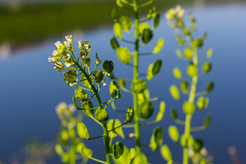 Field pennycress, Thlaspi arvense is an edible plant used in salads. Their seeds are sometimes used as a spice, mostly for meat. Nowadays it is almost forgotten spice used in previous centuries