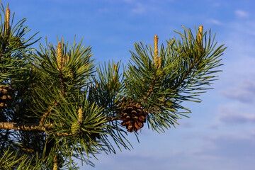 sylvestris Scotch European red pine Scots or Baltic pine. closeup macro selective focus branch with...