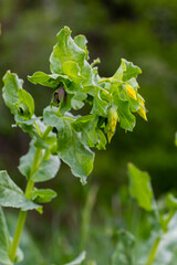 In spring, Cerinthe minor grows in the wild, field weed in the grass