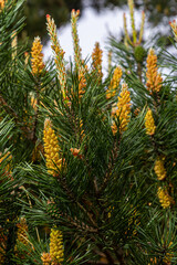 sylvestris Scotch European red pine Scots or Baltic pine. closeup macro selective focus branch with cones flowers and pollen over out of focus background with copyspace