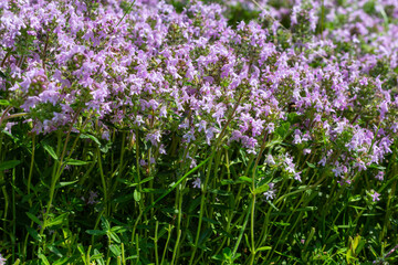Fototapeta premium Blossoming fragrant Thymus serpyllum, Breckland wild thyme, creeping thyme, or elfin thyme close-up, macro photo. Beautiful food and medicinal plant in the field in the sunny day