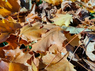 autumn leaves background