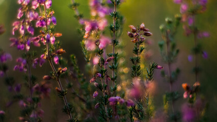 Macro de fleurs de bruyère sauvages, sur un arrière-plan aux couleurs chaudes