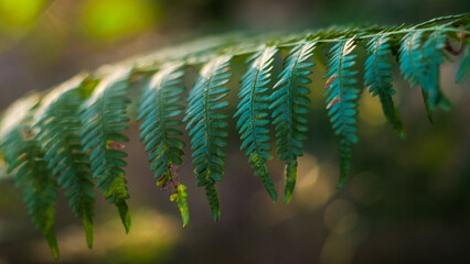 Macro de feuilles de fougère sauvages, d'un vert éclatant