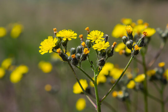 Bright yellow Pilosella caespitosa or Meadow Hawkweed flower, close up. Hieracium pratense Tausch or Yellow King Devil is tall, flowering, wild plant, growing in the abandoned grasslands or roadsides