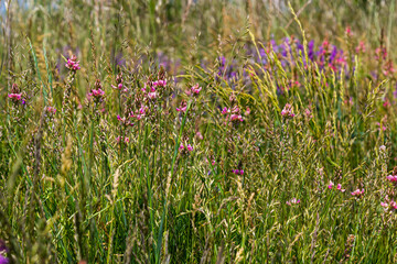 Onobrychis viciifolia inflorescence, common sainfoin with pink flowers, mediterranean nature, Eurasian perennial herbs
