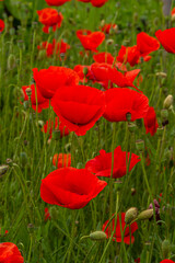 Papaver rhoeas or common poppy, red poppy is an annual herbaceous flowering plant in the poppy family, Papaveraceae, with red petals