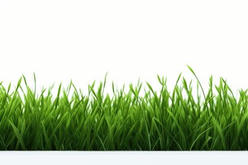 Fototapeta premium Fresh Green Grass On White Background