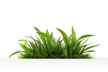 Fresh Green Grass On White Background. Сoncept Minimalist Home Decor, Relaxing Nature Scenes, Fresh And Vibrant Landscapes, Contemporary Artwork, Elegant Floral Arrangements