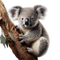 Foto auf Alu-Dibond Koala Holding onto a Tree Branch Isolated on Transparent or White Background, PNG © Custom Media