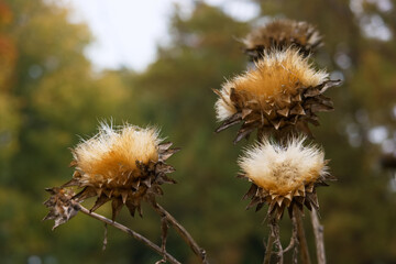 kwiat, roślina, flora, kwitnąć, płatek, kwiat, ogród, kwiatowy, kolor, natura, liść, pora roku, naturalne zbliżenie, tło, piękno, kolorowy,