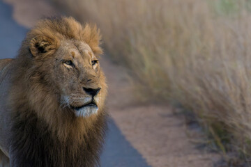 portrait of a male lion in Kruger park