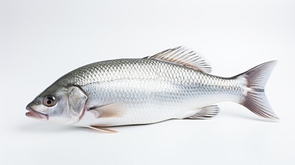 Fototapeta premium Rohu fish with a red tail fin swimming in White background, generative ai