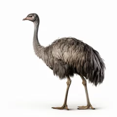 Foto op Plexiglas Ostrich © Cedar