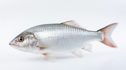  Rohu fish with a red tail fin swimming in White background, generative ai