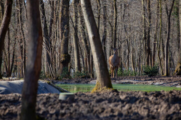 Roe deer walking in the forest