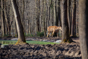 Roe deer walking in the forest