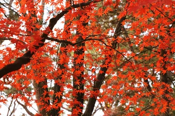 Fotobehang 가을풍경 - 공원의 단풍나무 © JU