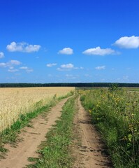 Fototapeta na wymiar Dirt road in wheat field, blue sky and forest on background