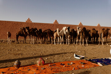 Il tradizionale mercato dei cammelli che si svolge nella città di Guelmim. Marocco