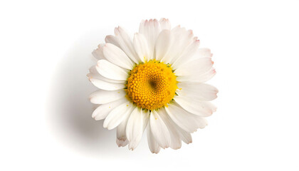 Daisie flower isolated on white background, top view
