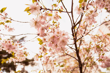 Beautiful blooming Sakura garden in the park
