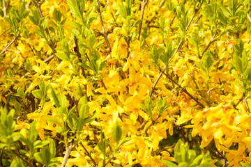 Beautiful blooming garden in the park