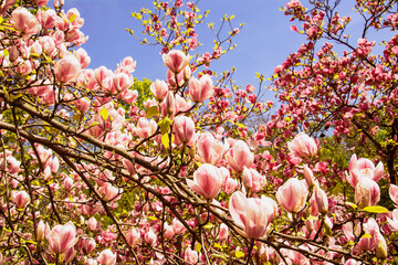 Beautiful blooming magnolia garden in the park
