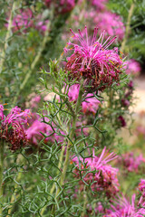 purple blossoms in garden