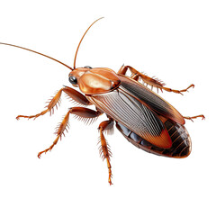 Cockroach in a Still Pose Isolated on Transparent or White Background, PNG - obrazy, fototapety, plakaty