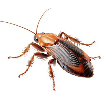 Cockroach in a Still Pose Isolated on Transparent or White Background, PNG