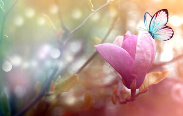 Spring background with blooming pink magnolia flowers and flying butterfly.