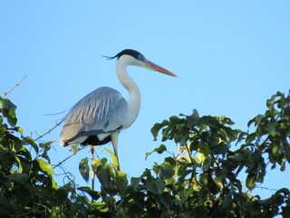 Ave pescadora em cima da copa da árvore. Ave branca com detalhes pretos.