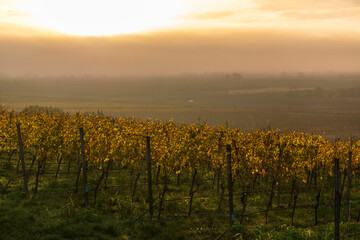 fog over the vines