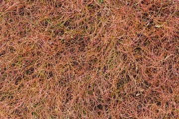 Partly withered knotgrass, top view in autumn overcast morning