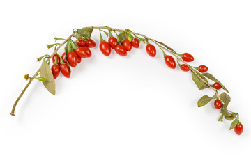 Branch of goji with leaves and fruits on white background